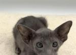 Bentley - Oriental Kitten For Sale - Mooresville&comma; NC&comma; US