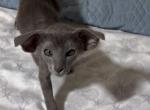 Bella - Oriental Kitten For Sale - Mooresville&comma; NC&comma; US