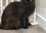 Zuri - Maine Coon Cat For Sale/Retired Breeding - Chandler Heights&comma; AZ&comma; US