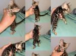 Leo - Bengal Kitten For Sale - Milton&comma; FL&comma; US