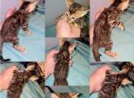 Sierra - Bengal Kitten For Sale - Milton&comma; FL&comma; US