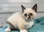 Daisy - Balinese Kitten For Sale - Milton&comma; FL&comma; US