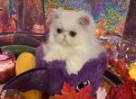 Copper eye white - Persian Kitten For Sale - 