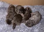 Asgard Arrakis litter - Maine Coon Kitten For Sale - Minden&comma; NV&comma; US