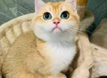 goldie - British Shorthair Kitten For Sale - Los Angeles&comma; CA&comma; US