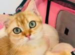cookie - British Shorthair Kitten For Sale - Irvine&comma; CA&comma; US