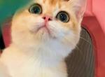 Beauty - British Shorthair Kitten For Sale - Irvine&comma; CA&comma; US