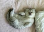 Pomi - British Shorthair Kitten For Sale - Carrollton&comma; TX&comma; US