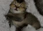 Choco - British Shorthair Kitten For Sale - Carrollton&comma; TX&comma; US