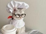 Stormi - British Shorthair Cat For Sale - Carrollton&comma; TX&comma; US