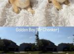Nazareth - British Shorthair Cat For Sale - Overland&comma; KS&comma; US