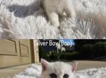 Boo - British Shorthair Cat For Sale - Overland&comma; KS&comma; US