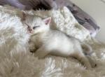 Poppy - British Shorthair Cat For Sale - Overland&comma; KS&comma; US