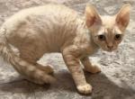 Puppet - Devon Rex Kitten For Sale - TN&comma; US