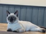 TOMMY - Siamese Kitten For Sale - 