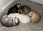 Sanny litter - Scottish Fold Kitten For Sale - Eden Prairie&comma; MN&comma; US