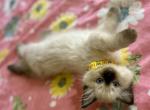 Kiku - Ragdoll Kitten For Sale - New York&comma; NY&comma; US