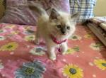 Pink - Ragdoll Kitten For Sale - New York&comma; NY&comma; US