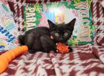Domestic Short Hair 2 M - Domestic Kitten For Sale - NY&comma; US