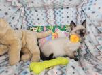 Siamese 2 male SealPoint - Siamese Kitten For Sale - 