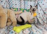 Siamese 2 M SealPoint BB - Siamese Kitten For Sale - 