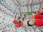 Siamese 2 male SealPoint - Siamese Kitten For Sale - 