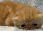 Exotic red male - Exotic Kitten For Sale - Palm Coast&comma; FL&comma; US