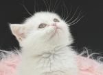 Exotic doll face white - Exotic Kitten For Sale - Palm Coast&comma; FL&comma; US