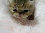 Exotic tabby female - Exotic Kitten For Sale - Palm Coast&comma; FL&comma; US