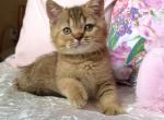 British Mete - British Shorthair Kitten For Sale - Manorville&comma; NY&comma; US