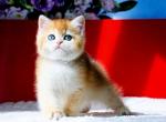 British Tiffany - British Shorthair Kitten For Sale - Manorville&comma; NY&comma; US