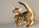 Munchkin Patch - Munchkin Kitten For Sale - Manorville&comma; NY&comma; US