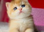 British Simba - British Shorthair Kitten For Sale - Manorville&comma; NY&comma; US