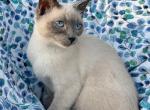 Azul - Siamese Kitten For Sale - Lecanto&comma; FL&comma; US