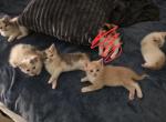 Ill let you name them - Domestic Kitten For Sale - Dayton&comma; OH&comma; US