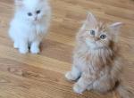 Honey - Persian Kitten For Sale - 
