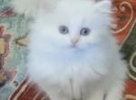 Lily - Persian Kitten For Sale - Atlanta&comma; GA&comma; US