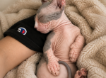 Dwelf - Bambino Kitten For Sale - Aventura&comma; FL&comma; US