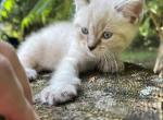 Skye - Minuet Kitten For Sale - West Branch&comma; MI&comma; US