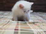 BLUE EYED WHITE EXOTIC SHORTHAIR BABY BOY CFA REG - Exotic Kitten For Sale - PA&comma; US