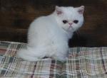 CFA REG COPPER EYED WHITE EXOTIC SHORTHAIR  GIRL - Exotic Kitten For Sale - PA&comma; US