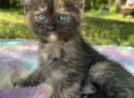 Reece - Minuet Kitten For Sale - West Branch&comma; MI&comma; US
