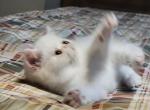 COPPER EYED WHITE EXOTIC SHORT HAIR BOY - Exotic Kitten For Sale - PA&comma; US