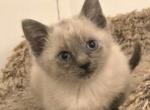 Siamese kittens ready now - Siamese Kitten For Sale - 