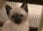 Siamese kittens ready now - Siamese Kitten For Sale - 