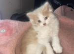 Cara - Domestic Kitten For Sale - Mount Morris&comma; MI&comma; US