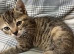 Massie - Domestic Kitten For Sale - 