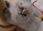 British longhair boy available - Persian Kitten For Sale - FL&comma; US