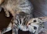 Daisy - Domestic Kitten For Sale - Philadelphia&comma; PA&comma; US