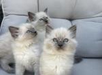Ragdoll litter - Ragdoll Kitten For Sale - Billerica&comma; MA&comma; US